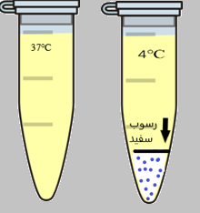 رسوب کرایوگلوبولین